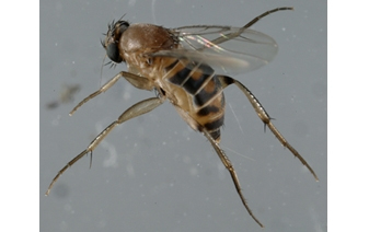 Phorid / Sewer Flies